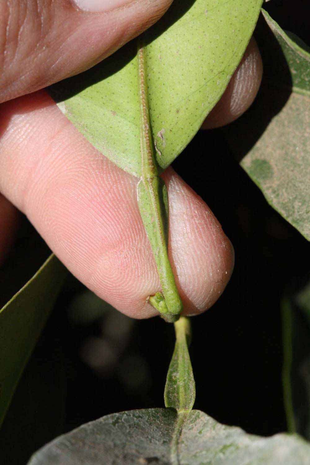              Petiole (Riverside, CA)       